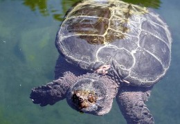 肌醇——魚、蝦飼料的能量補(bǔ)給站！